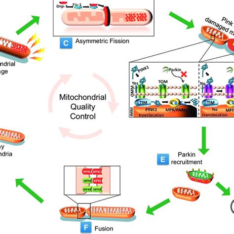 (PDF) Mitochondrial Dynamics and Viral infections: A close nexus.