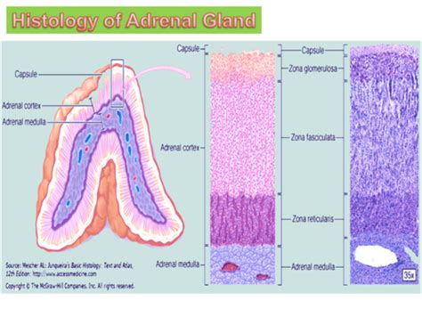 SWG Endo Exam 1: Histology of the Adrenal Glands - Altikriti Flashcards ...