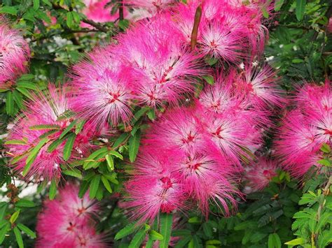 30 New Mimosa Silk Tree Seeds, Albizia julibrissin, Very Showy and Attractive Flowering Tree ...