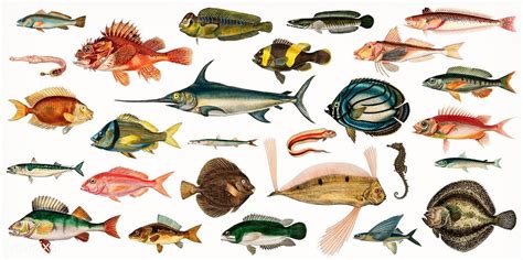 Different types of fishes illustrated by Charles Dessalines D' Orbigny (1806-1876) Digitally ...