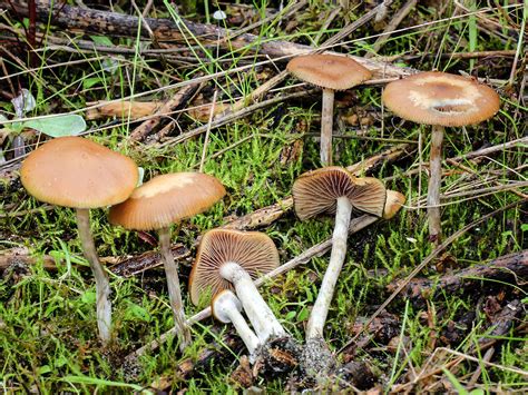 California Fungi: Psilocybe cyanescens