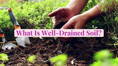 What Is Well-Drained Soil and How to Boost Drainage to Help Your Plants ...