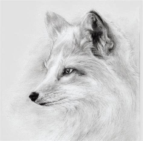 FREE 8+ Fox Drawings in AI