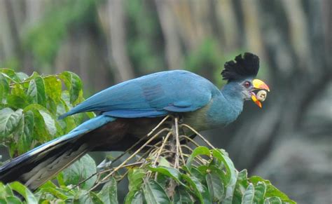 Bird Watching in Uganda — Things To Do — Exclusive Uganda Safaris