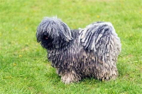 30+ Brown Curly Hair Dog - SulemanKohan