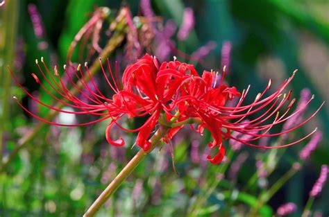 Hanakotoba: The Secret Meanings Behind 9 Flowers in Japan