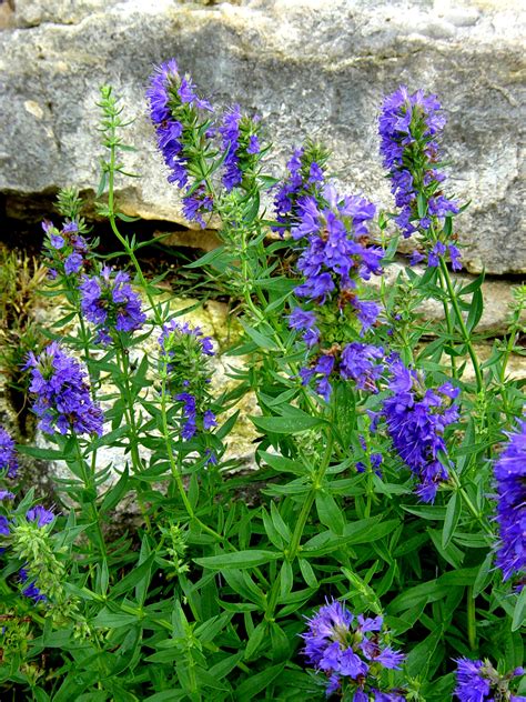 Hyssop - Organic Medicinal Live Plants for Sale - Crimson Sage Nursery