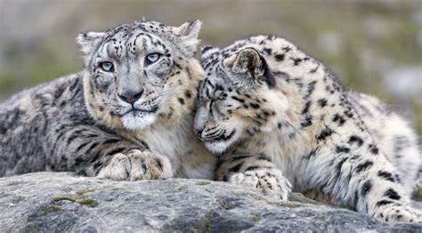 Are Snow Leopards Endangered? Conservation Status, How to Help