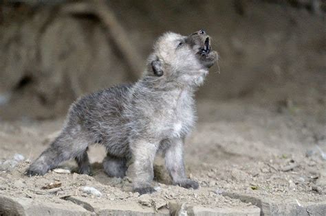 White Wolf : 15 Photos Of Adorable Howling Wolf Pups Will Make Your Day