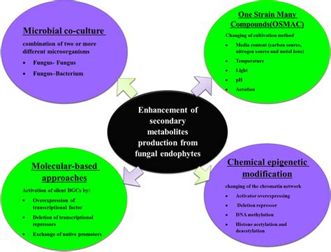 Enhancement of Secondary Metabolites Biosynthesis in Fungal Endophytes | Download Scientific Diagram