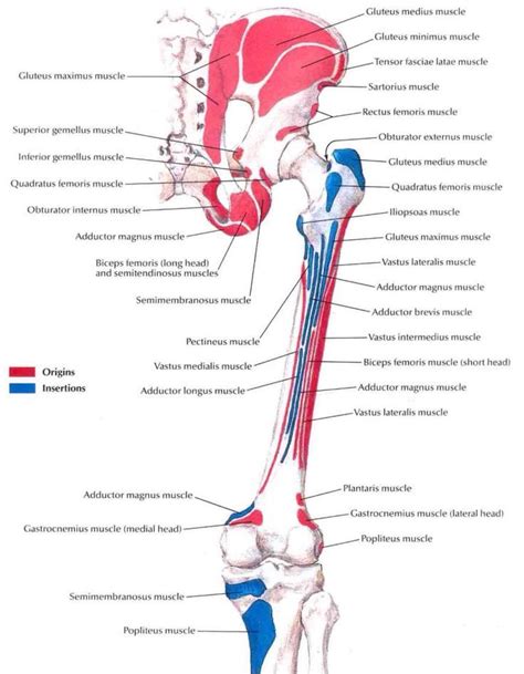 17 Best images about anatomy references - leg on Pinterest | It band, Resistance band workouts ...