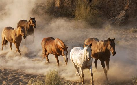 Animals Horses-herd-running-dust-Wallpaper Widescreen HD : Wallpapers13.com