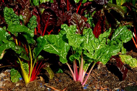 Swiss Chard: Highly Ornamental and Wonderfully Edible - VSC NEWS