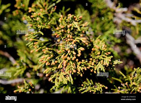 Savin juniper (Juniperus sabina) is a poisonous prostrate shrub native to south Europe mountains ...