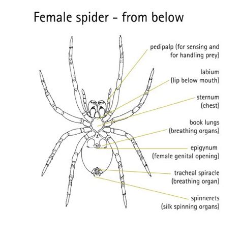 Simple Spider Labelled Diagram