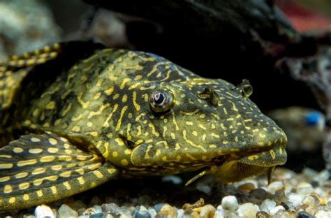 Sailfin Pleco: 3 Essential Tips for Care and Keeping