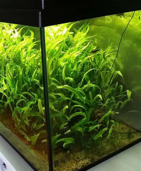 Best Low Light Plants Aquarium | Shelly Lighting