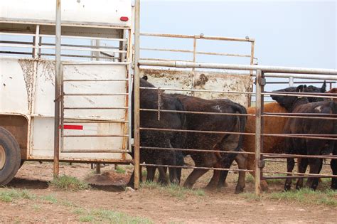 Farm Girl: Loading Cattle to be Taken To The Feed Lots