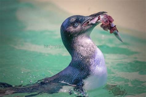 Penguin eating fish | Penguins, Penguin activities, Eat