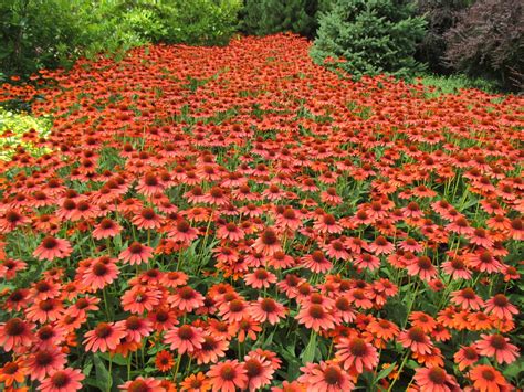 Rotary Botanical Gardens - Hort Blog: Sombrero Coneflowers (Echinacea)