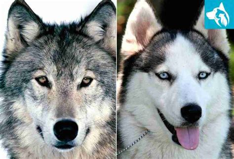 Differences Between A Wolf and A Dog