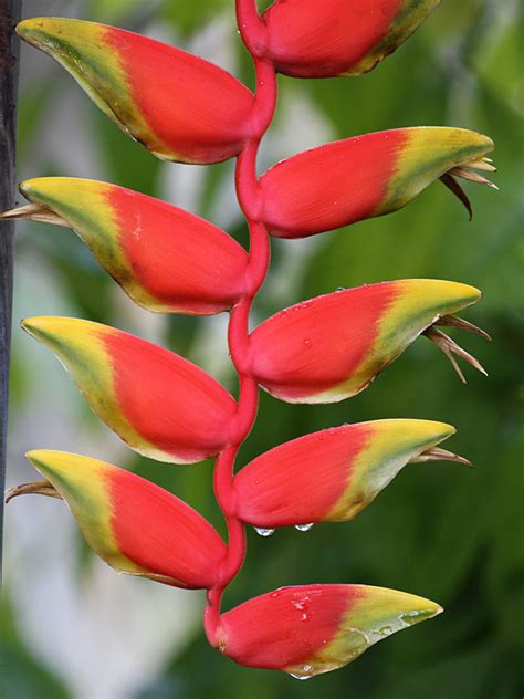 Pendant Lobster Claw Plant (heliconia rostrata) – Urban Perennials