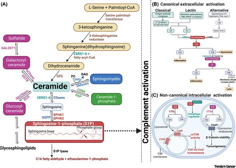 Sphingolipid metabolism and complement signaling in cancer progression: Trends in Cancer