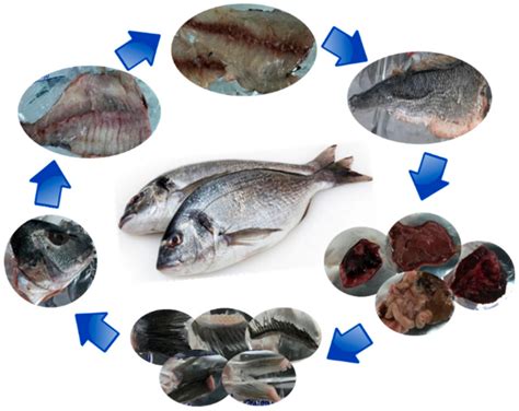 Sea Bass Vs Sea Bream Nutrition