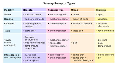 Types of Sensory Receptors: Classification by Stimulus - Life Education Point