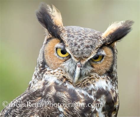 Owl Hearing- Buffalo Bill Center of the West