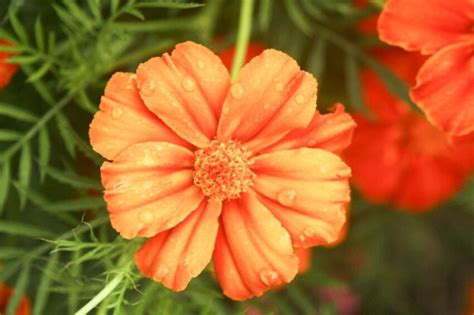 Free picture: up-close, orange flower