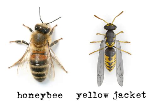 How to Identify Yellow Jackets and Protect from Being Stung - Pretty ...