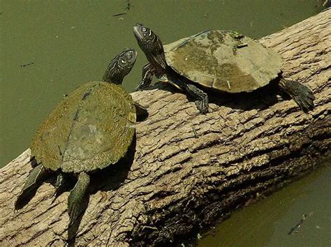 Mississippi Map Turtle Care: Everything You Need to Know!