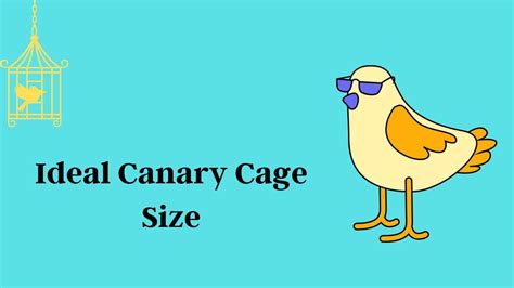 Ideal Canary Cage Size | Canary Bird Cage Buying Guide
