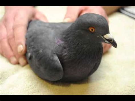 Pigeon shows signs of poisoning - YouTube