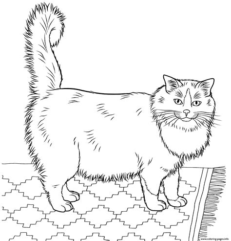 Realistic Furry Cat Coloring page Printable