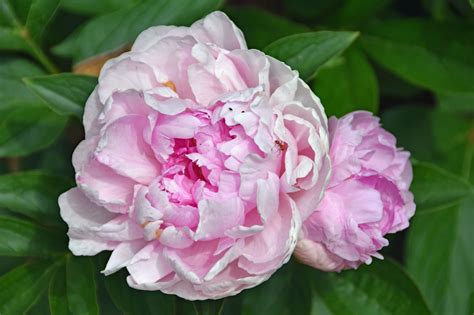 Southern Peony: 2017 Peony Bloom Clusters - Late Season