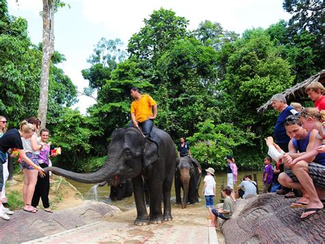 Private Tour -Kuala Gandah Elephant Sanctuary – kkbaktitravel