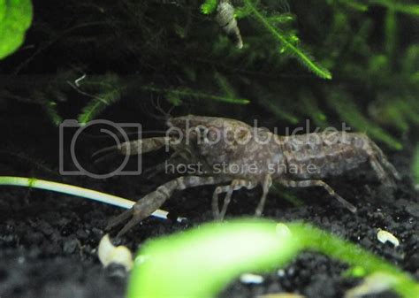 Red dwarf crayfish???? | Tropical Fish Keeping