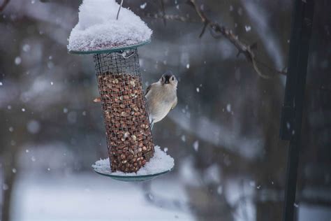 A Quick Guide to Feeding the Birds this Winter - Florissa