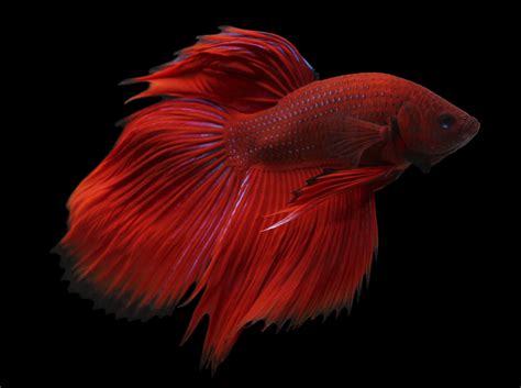 Betta Fish 101 - Daily Household