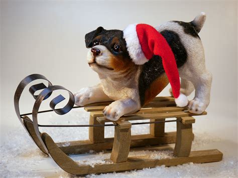 Free stock photo of bulldog, christmas, dog