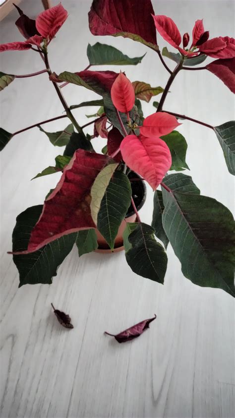 My poinsettia leaves are curling and falling off. Why? : r/houseplants