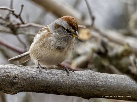 Bird Photography Gear - Small Sensor Photography by Thomas Stirr