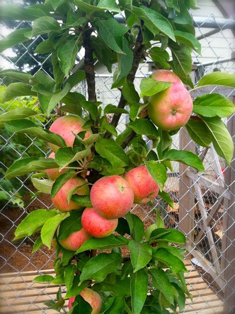 Erika'sBackToBasics: Columnar Apple Tree Harvest