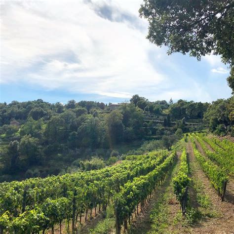 Driving through the vineyards of Montalcino #tuscandrivers # ...