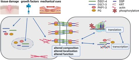 Frontiers | Desmosomes as Signaling Hubs in the Regulation of Cell Behavior