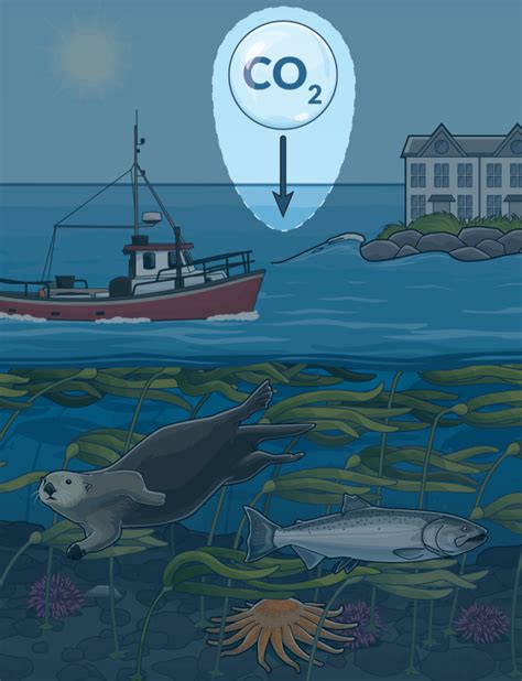 Eelgrass and Kelp Play Vital Role in Coastal Ecosystems, Communities—but Face Diverse Threats ...