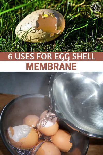 6 Uses For Egg Shell Membrane | SHTFPreparedness