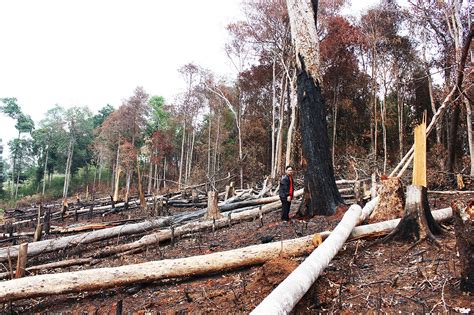 Nearly 1,000 Hectares of Vietnamese Forest Lost in 2018: Official ...